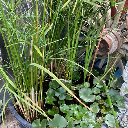 Casa Kintsugi Kemping Masquefa